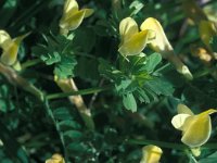 Vicia hybrida 25, Saxifraga-Jan van der Straaten