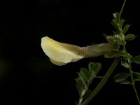 Vicia hybrida 4, Saxifraga-Jan van der Straaten