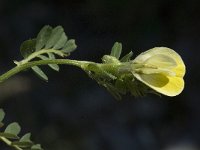 Vicia hybrida 6, Saxifraga-Jan van der Straaten