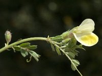 Vicia hybrida 7, Saxifraga-Jan van der Straaten