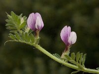 Vicia lathyroides 3, Lathyruswikke, Saxifraga-Willem van Kruijsbergen