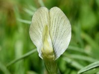 Vicia lutea 27, Gele wikke, Saxifraga-Sonja Bouwman  843. Gele wikke - Vicia lutea - Fabaceae familie (i) Vrakelberg (Colmont), Bentwoud