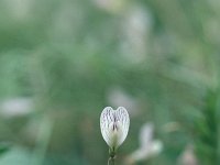 Vicia lutea 29, Gele wikke, Saxifraga-Jan van der Straaten