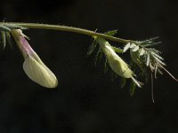Vicia lutea ssp vestita 12, Saxifraga-Jan van der Straaten