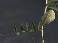 Vicia lutea ssp vestita 13, Saxifraga-Willem van Kruijsbergen