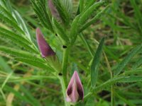 Vicia lutea 1, Gele wikke, Saxifraga-Rutger Barendse