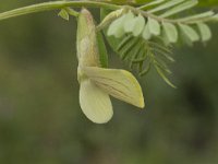 Vicia lutea 10, Gele wikke, Saxifraga-Jan van der Straaten