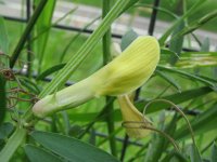 Vicia lutea 11, Gele wikke, Saxifraga-Rutger Barendse