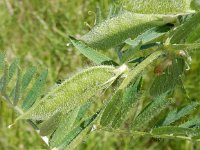 Vicia lutea 16, Gele wikke, Saxifraga-Peter Meininger