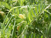 Vicia lutea 17, Gele wikke, Saxifraga-Peter Meininger