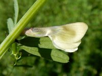 Vicia lutea 18, Gele wikke, Saxifraga-Peter Meininger