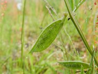 Vicia lutea 19, Gele wikke, Saxifraga-Rutger Barendse