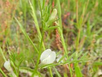 Vicia lutea 20, Gele wikke, Saxifraga-Rutger Barendse