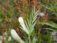 Vicia lutea 21, Gele wikke, Saxifraga-Rutger Barendse