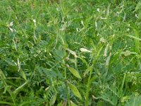 Vicia lutea 22, Gele wikke, Saxifraga-Rutger Barendse