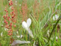 Vicia lutea 23, Gele wikke, Saxifraga-Rutger Barendse