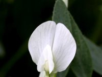 Vicia lutea 4, Gele wikke, Saxifraga-Peter Meininger