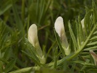 Vicia lutea 5, Gele wikke, Saxifraga-Willem van Kruijsbergen