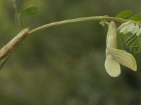 Vicia lutea 6, Gele wikke, Saxifraga-Jan van der Straaten