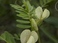 Vicia lutea 7, Gele wikke, Saxifraga-Willem van Kruijsbergen