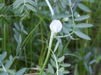 Vicia lutea 8, Gele wikke, Saxifraga-Peter Meininger