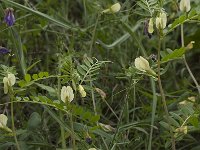 Vicia lutea 9, Gele wikke, Saxifraga-Willem van Kruijsbergen