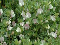 Vicia lutea ssp vestita 2, Saxifraga-Jan van der Straaten