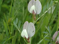 Vicia lutea ssp vestita 3, Saxifraga-Jan van der Straaten