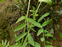 Vicia monantha 10, Saxifraga-Rutger Barendse