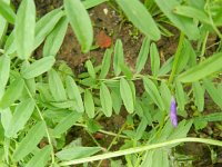 Vicia monantha 2, Saxifraga-Rutger Barendse