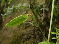 Vicia monantha 3, Saxifraga-Rutger Barendse