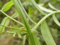 Vicia monantha 5, Saxifraga-Rutger Barendse