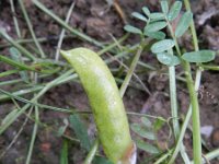 Vicia monantha 6, Saxifraga-Rutger Barendse