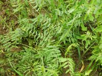 Vicia monantha 7, Saxifraga-Rutger Barendse