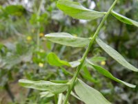 Vicia monantha 8, Saxifraga-Rutger Barendse