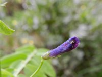 Vicia monantha 9, Saxifraga-Rutger Barendse