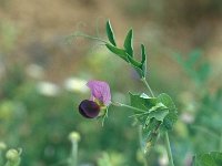 Vicia narbonensis 3, Saxifraga-Jan van der Straaten