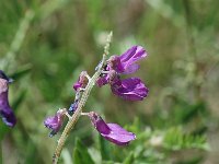 Vicia onobrychioides