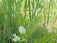Vicia pannonica 3, Saxifraga-Jasenka Topic