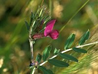 Vicia pannonica ssp striata 2, Saxifraga-Jan van der Straaten