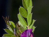 Vicia sativa 14, Smalle wikke, Saxifraga-Willem van Kruijsbergen