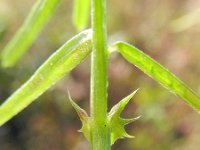 Vicia sativa nigra 31, Saxifraga-Rutger Barendse