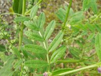 Vicia sativa segetalis 33, Saxifraga-Rutger Barendse