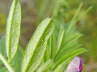 Vicia sativa segetalis 35, Saxifraga-Rutger Barendse