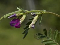 Vicia sativa ssp nigra 5, Smalle wikke, Saxifraga-Marijke Verhagen