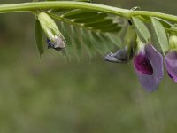 Vicia sativa ssp sativa 18, Voederwikke, Saxifraga-Jan van der Straaten