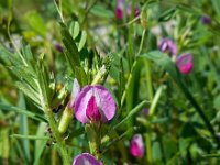 Vicia sativa ssp segetalis 44, Vergeten wikke, Saxifraga-Ed Stikvoort