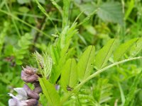 Vicia sepium 13, Heggenwikke, Saxifraga-Rutger Barendse