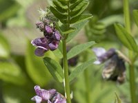 Vicia sepium 19, Heggenwikke, Saxifraga-Willem van Kruijsbergen