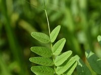 Vicia sepium 21, Heggenwikke, Saxifraga-Sonja Bouwman